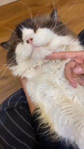Obat Tetes Batuk Pilek Bengek Sesak Nafas Pada Kucing Dan Anjing