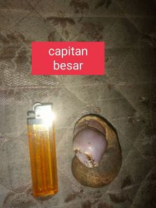 6 keong kelomang umang jumbo