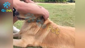 Medium Large Military Dog Nylon Collar Professional Strong Control Handle Shepherd Labrado Pet Dog Adjustable Collar