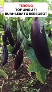 Benih Terong TOP UNGU F1 10 gram CapStar Seed Lebat & Berbobot