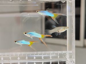 (Pair) Singa Blue Red-tailed Double Sword Guppy | Endler | Fish | Ikan Hiasan