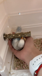 คอนลับเล็บนก คอนนก คอนติดกรง คอนยืนนกแก้ว ลูกสน ของเล่นนก มีหลายขนาด