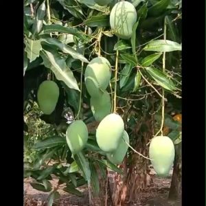 Bibit Tanaman Mangga Afrika / Mangga Anggur Afrika Super
