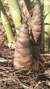 กิ่งตอนไผ่บักกิ่ง ส่งแบบตุ้มตอน ไผ่ปักกิ่งเป็นไผ่ที่ไม่มีหนาม กอไม่รก ดูแลง่าย จะปลูกในสวนหรือปลูกใกล้บ้านก็ได้