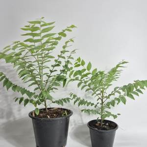 KTgargen ต้นมะยม ใหญ่ กระถาง 7.5นิ้ว มะยมเปรี้ยว