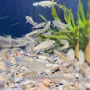 🐠The water is crystal clear🐠 Netrifying Bacteria Water Quality Clarifier Agent 2500ml do not harm the fish Aquarium Cleaner Improve water quality safely To Keep Water Crystal Clear Purify the fish tank deodorize Aquarium Bacteria