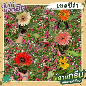 ดอกเยอบีร่าให้ดูเยอะ กระเป๋าฟอร์ม กระเป๋าเล็กฟู ดอกสวยงาม สีสันสดใส ขนาดใหญ่แข็งแรง พร้อมดอก และ 15 ดอกเรื่อยๆ