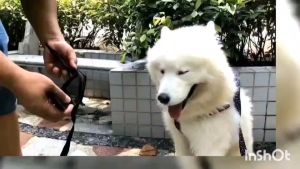 LKD030 ที่ครอบปากแบบติด สีดำ A4-4