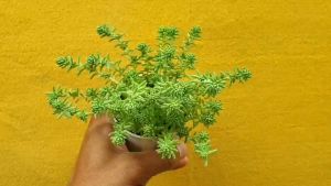 ต้นไม้อวบน้ํา กุหลาบหิน ซีดัม ออกโทเบอร์เฟรท Sedum Octoberfest succulents Sedum