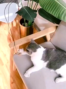 ของเล่นแมว ไม้ตกแมว ล่อแมว ขอเล่นแมว ของเล่นเเมว มีกระดิ่งและฟู่สาย ไว้ล่อแมว คลาดเครียดคลายเหงา