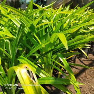 Bibit Tanaman Pandan Wangi Untuk Bahan Kolak dan Kue Spesial