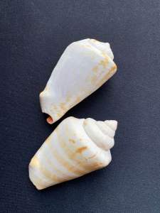 Red mouth sea snail หอยทากปากแดง hong kou