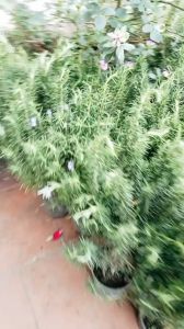 Chậu cây HƯƠNG THẢO TREE SIÊU ĐẸP NHƯ ẢNH