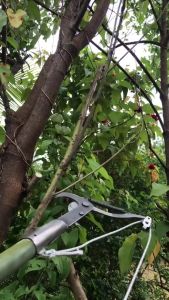 Kéo cắt cành cây trên cao có kèm dây kéo xanh kéo hái hoa quả HOME