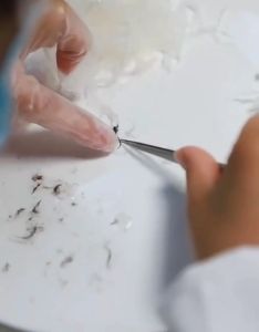 Pinset cabut bulu sarang walet LURUS & BENGKOK baja 1.5mm tahan karat Lurus ST12 ST11 ST14 bengkok ST15 goot gooi original jepang Birds Nest