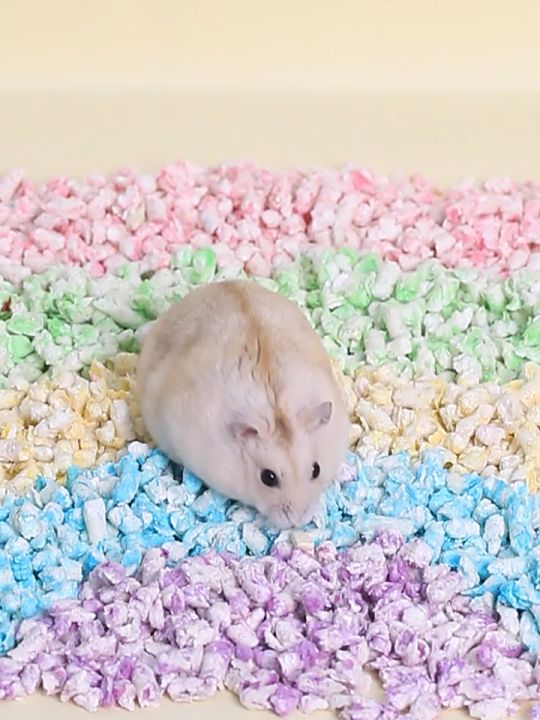 Coloured hamster bedding hotsell