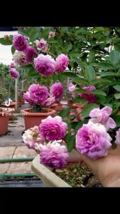 COMBO: 5 Cái Gioăng (ron) Silicon Chịu Nhiệt Chịu Lực & 5 Cái Ron Cao Su Chắn Bụi -Phi 27 Dùng Trong Máy Nước Nóng NLMT