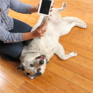 Pet Dog Footprint Handprint Pad Non-toxic Printing Pad Pet Owner Keepsake DIY Inkless Nose and Pawprint Impression Making Kit