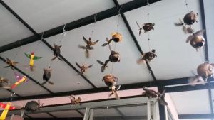 โมบายปลา ทำจากลูกสะบ้า และกะลามะพร้าว