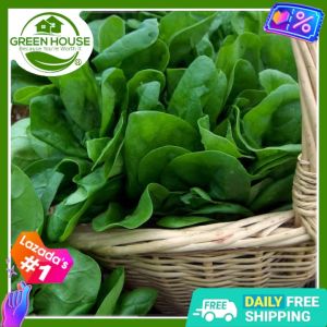 Green House® - Spinach Seeds for Planting Vegetable Plants (100 Seed) incl. Instruction how to plant Hybrid Talinum