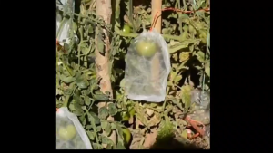 ถุงตาข่ายไนล่อน ถุงตาข่ายผลไม้ ถุงตาข่ายเอนกประสงค์ ใช้ซ้ําได้ พร้อมเชือกรัด สําหรับป้องกันพืช ผลไม้ 10/50ชิ้น