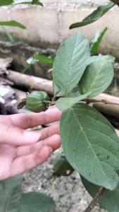 ถุงห่อฝรั่งสำเร็จรูปขนาด6*14นิ้วถุงใสมีรูระบายบรรจุ100ใบ