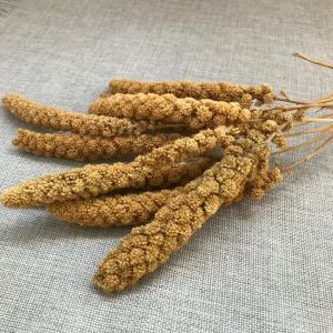 Grape seed Spray millet 250g Yellow millet Bird seeds Parrot food