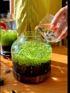 เมล็ดไม้น้ำ เมล็ดไม้นำ้ เมล็ดพันธ์ุไม้น้ำ ไม้น้ำ ต้นไม้ ต้นไม้น้ำ พืชไม้น้ำ ต้นไม้ปลูกในตู้ปลา ตกแต่งตู้ปลา