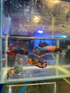 FEMALE BETTA IKAN RANDOM LAGA BETINA HALFMOON SELECT FISH