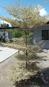 variegated african talisay live in a pot
