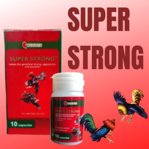 WINNER SUPER STRONG - ayam aduan