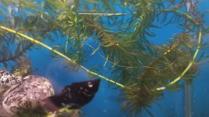 Egeria Densa (Hydrilla)