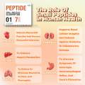 YouMe Soy Protein Peptide 15's/box. 