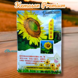 (KEMASAN PREMIUM) BIJI/BENIH BUNGA SUN FLOWER RAKSASA MAMMOTH (isi -+30 butir)