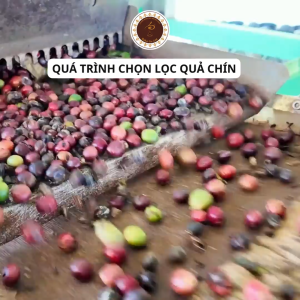 Cà Phê Arabica Moka Rang Xay Nguyên Chất Baka Coffee – Hương Thơm Thanh Hậu Vị Ngọt Trái Cây