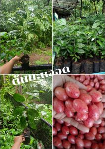 ต้นมะหลอด (2ต้น)