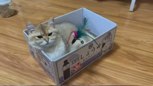 Multifunctional Cat Scratcher House – Cardboard Box with Corrugated Base Scratch Toy & Cozy Bed resting nest nail trim hide corner secure spacious comfortable eco friendly non toxic