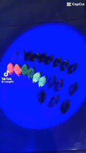 MỒI CÂU LURE ĐOM ĐÓM THÁI LAN NẶNG 7GAM ĐI LỬNG NỔI LƯỠI BKK ÔM SÁT CHỐNG VƯỚNG TỐT CÂU RẤT NHẬY CÁ