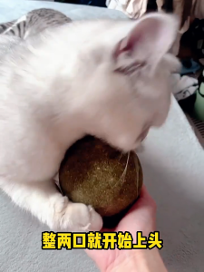 กัญชาแมว แคทนิปบอ 8 ซม. Cat Mint Ball ของเล่นแมวเลียผนัง ขนมขบเคี้ยวแมวเพื่อให้แมวผ่อนคลายอารมณ์