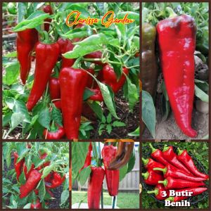 5 BUTIR BIJI/BENIH CABE JUMBO SWEET ITALIAN