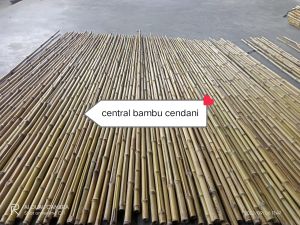 BAMBU CENDANI D 2 CM#STIK RAYUNG BAMBU CENDANI T2MTR