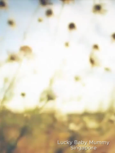 【CLEARANCE】20cm Thick Roll-Up Blue Box Spring Medium Hardness Mattress with Pocket Springs/Premium Compressed Latex Mattress