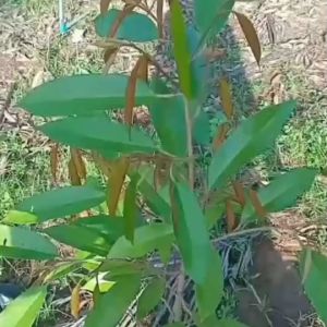 ใบทอง ชุดล้างสาร ปรับดินฟู ร่วนซุน กระตุ้นการแตกแรก สร้างยอดใหม่