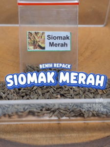 Benih Siomak Merah Unggulan Berkualitas biji bibit repack sayuran sayur selada cina china fumak hydroponik hidroponik tamanaman pot