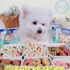 Snack Kucing dan Anjing COD 100g: Nutrisi & Kenikmatan