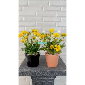 Tanaman Bunga Matahari Mini Variasi Pot Keramik & Pot Melamine Pajangan Dekorasi Meja Ruang Tamu