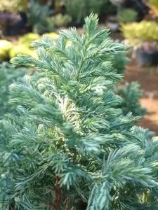 Bibit Bonsai Cemara Perak | Cemara Silver Pine Blue | Cemara Salju Unggulan Terlaris