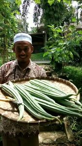 ASOKA F1 isi 10gr - Bibit biji sayur sayuran gambas oyong Hibrida ORIGINAL BENIH PERTIWI