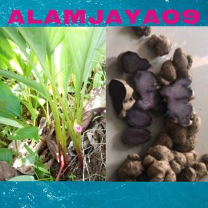 Bibit kunyit hitam unggul 100% asli
