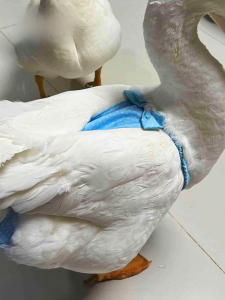 รุ่นอัพเกรดของผ้าอ้อมสไตล์ปุ่มสําหรับสัตว์เลี้ยงปรับขนาดกันน้ํา Anti-Leak Duckling Design สําหรับแมวและสุนัข